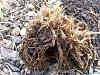 Cymbidium with no leaves and rotted roots.-10376087_10204445151947933_580606835507035056_n-jpg