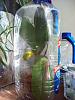 Phal is done for? continuing root rot-103_2697-jpg