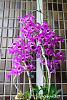 Dendrobium of my garden from Taiwan-neo1-2-jpg