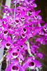 Dendrobium of my garden from Taiwan-neo2-2-jpg