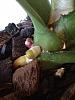 Success! New roots and leaves for a sick Phalaenopsis-flower-spike-1-jpg