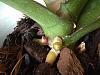 Success! New roots and leaves for a sick Phalaenopsis-flower-spike-2-jpg