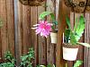 Epiphyllum teki in bloom-img_0189-jpg