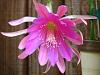 Epiphyllum teki in bloom-img_0191-jpg