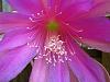 Epiphyllum teki in bloom-img_0195-jpg