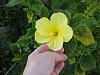 Hibiscus -finally blooming again this year-2422-jpg