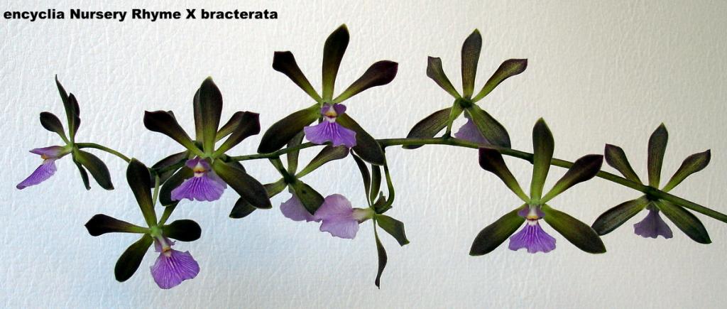 encyclia Nursery Rhyme X bracterata-dsc00774-001-jpg