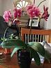 Why aren't the blooms on my phals very big?-imageuploadedbytapatalk1402154790-999207-jpg