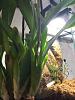 Oncidium spikes-imageuploadedbytapatalk1402163077-101567-jpg