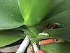 Help with root rot on Phal-img_0532-jpg