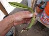 Here is a single pbulb that snapped off a larger group of pbulbs when I was repotting-phals-moss-repotting-bark-moss-005-jpg