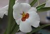 Miltoniopsis Id, if possible-img_0647-copy-jpg