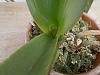 Container and Medium Advice For Repotting Phal with Huge, Healthy Roots?-phals-moss-repotting-bark-moss-036-jpg