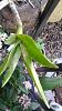 Silver-white discoloration on Dendrobium Leaves-orchid-jpg