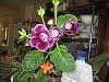 gloxinia-2428-jpg