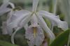 cattleya maxima coerulea &quot;gigi&quot;-img_2328-jpg