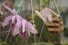 cattleya maxima Rubra, peruvian type-img_2329-jpg