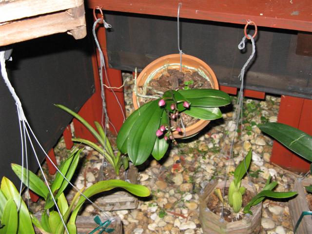 How to Water Orchids in Moss? – The Garden Bug Detroit