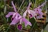 cattleya maxima Rubra, peruvian type-img_2339-jpg