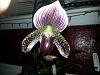 Paph. 'President Fred'-20140528_014216-jpg