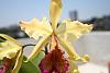 cattleya dowiana var Aurea-img_2343-jpg