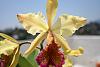 cattleya dowiana var Aurea-img_2345-jpg