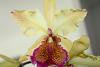 cattleya dowiana var Aurea-img_2347-jpg