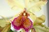 cattleya dowiana var Aurea-img_2348-jpg