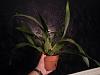 Oncidium Repots - Question-20140614_005753-jpg