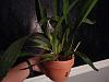 Oncidium Repots - Question-20140614_005800-jpg