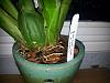 Oncidium Repots - Question-20140614_004557-jpg