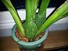 Oncidium Repots - Question-20140614_004614-jpg