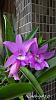 My blooming orchids~-neo01-jpg