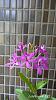 My blooming orchids~-neo03-jpg