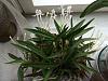 Neofinetia falcata Amami Island in Bloom-neoo-jpg