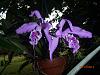 Species Cattleya ID Help-p6130013-jpg