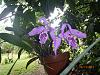 Species Cattleya ID Help-p6130014-jpg