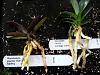 Advice please: vanda &amp; oncidium SEEDLINGS-rhynchostylis-sarcochilus-jpg