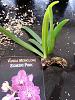 Advice please: vanda &amp; oncidium SEEDLINGS-vanda-somsri-jpg