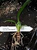 Advice please: vanda &amp; oncidium SEEDLINGS-sharry-baby-jpg