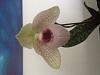 Why is my first paph bloom doing this?-image-jpg