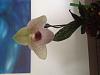 Why is my first paph bloom doing this?-image-jpg