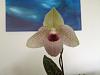 Why is my first paph bloom doing this?-image-jpg