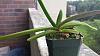 Aerides leaf problem-aerides_newleaves1-jpg