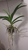 Perplexing Vanda roots-vanda_roots2-jpg