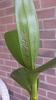 DenPhal indentations on leaves-denphal_problem1-jpg