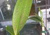 DenPhal indentations on leaves-denphal_problem3-jpg