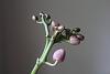 New Mini Phals - In bloom &amp; bud-img_7461-800x533-jpg