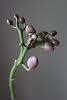 New Mini Phals - In bloom &amp; bud-img_7466-533x800-jpg