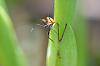 Identify this orange bug-dsc_5772-jpg